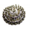 TORTA Bomboniere con Gattini 57 pezzi spicchi fette + 3 gattini Centrale