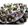 TORTA Bomboniere con Gattini 57 pezzi spicchi fette + 3 gattini Centrale